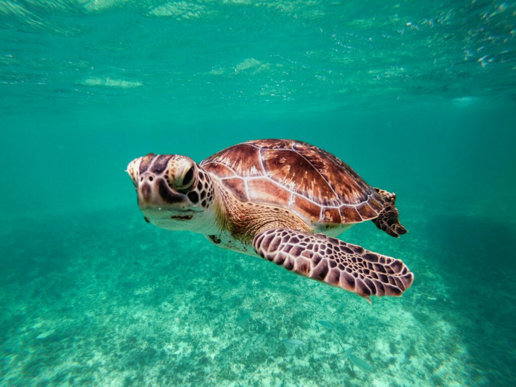 Vibrant underwater shot of a green sea turtle swimming in clear waters near Tulum, Mexico.
